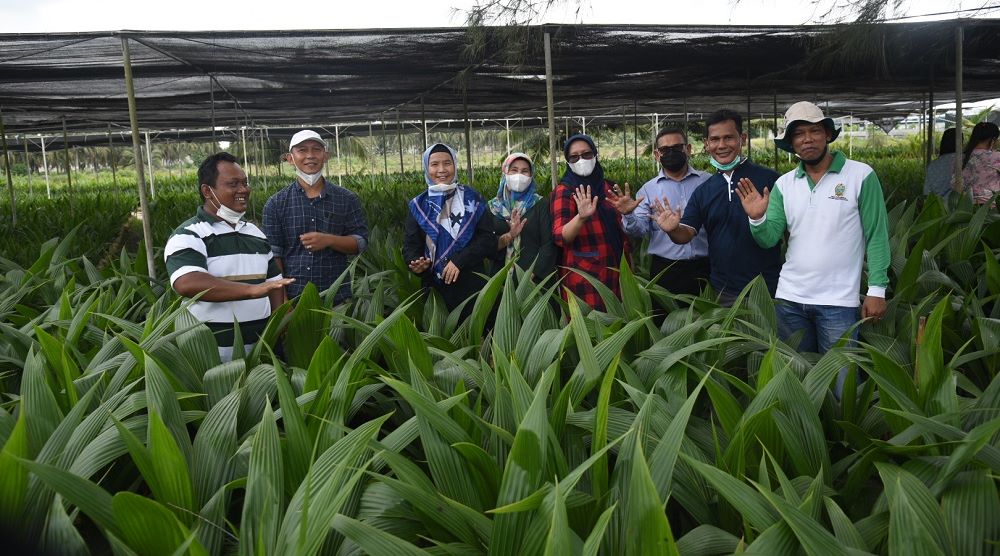 Sabrina: Kelapa Genjah Pandan Wangi Sangat Layak Dikembangkan di Sumut