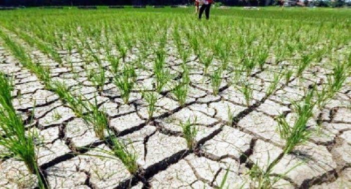 Pemerintah Diminta Antisipasi Kemarau Berkepanjangan
