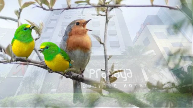 Pakai Suara Burung Asli, Hotel di Tangsel Tetap Ditagih Royalti?