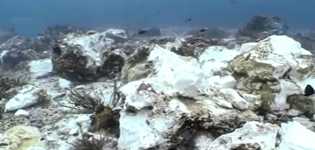 Walhi Desak Pemda Tingkatan Pengawasan Maritim Bidangan Ekologi