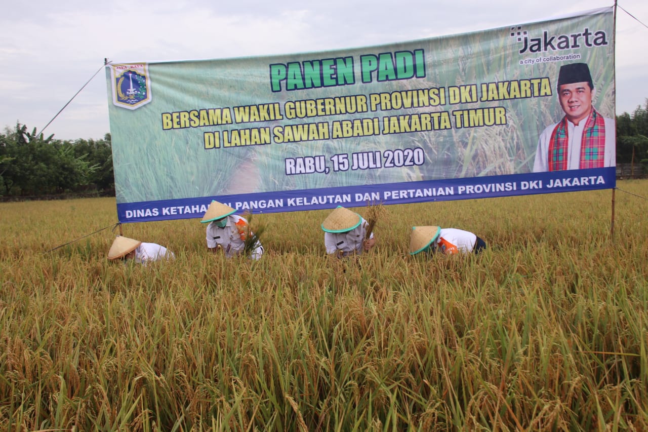 Masih Ada Sawah 414 Hektar di Jakarta, Wagub Gelar Panen Raya