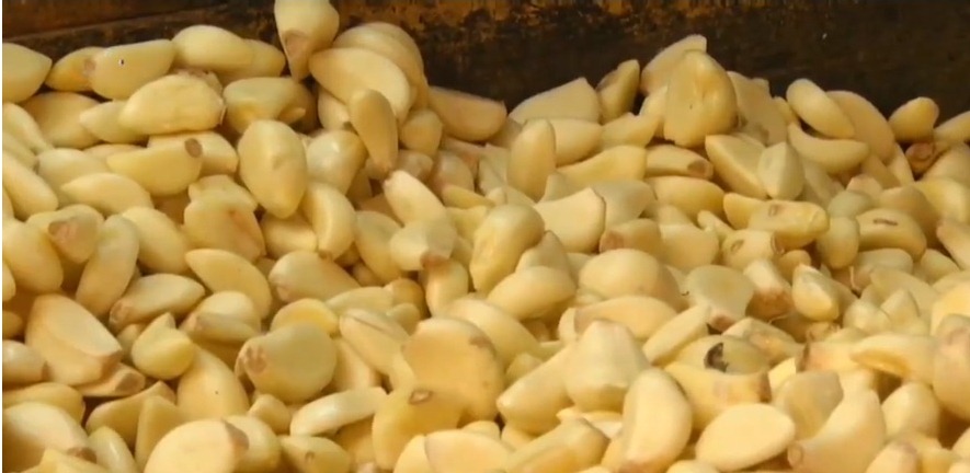 100 Ribu Ton Bawang Putih Impor Masuk Menjelang Ramadan