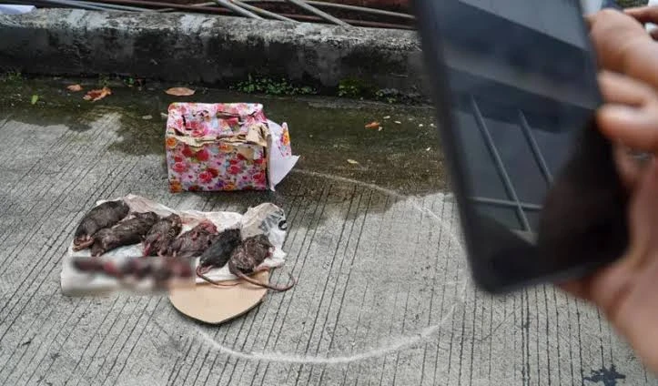 Tempo Kembali Diteror, Kali Ini Dikirimi 6 Bangkai Tikus dengan Kepala Dipenggal