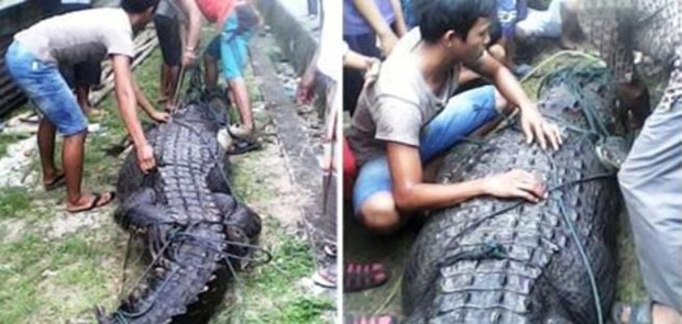 Buaya Muara Raksasa Ditangkap DI Aceh Singkil