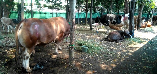 Diduga Terimbas Tahun Politik, Jumlah Hewan Kurban di Masjid Istiqlal Turun